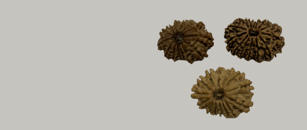 rudraksh beads